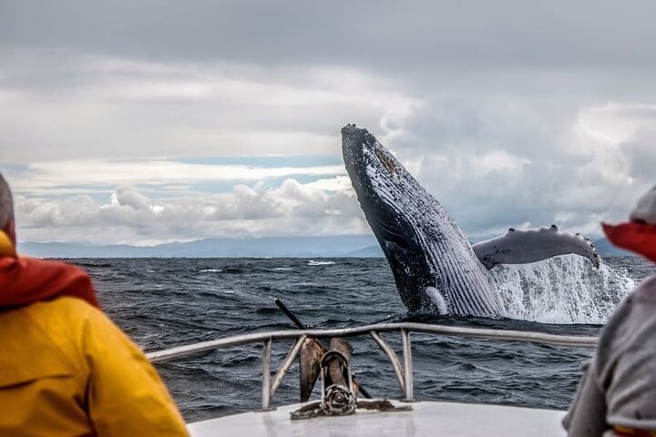 whale watching mirissa